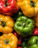 Fresh Organic Bell Peppers in Red Yellow and Green