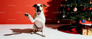 Playful dog raising paw near decorated Christmas tree