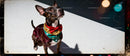Small dog wearing festive scarf and red bow tie