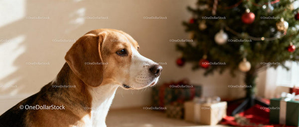 Beagle siedzący obok udekorowanej choinki w domu