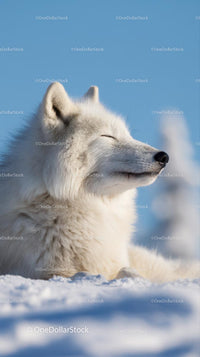 Majestic Arctic Fox Relaxing in a Snowy Landscape