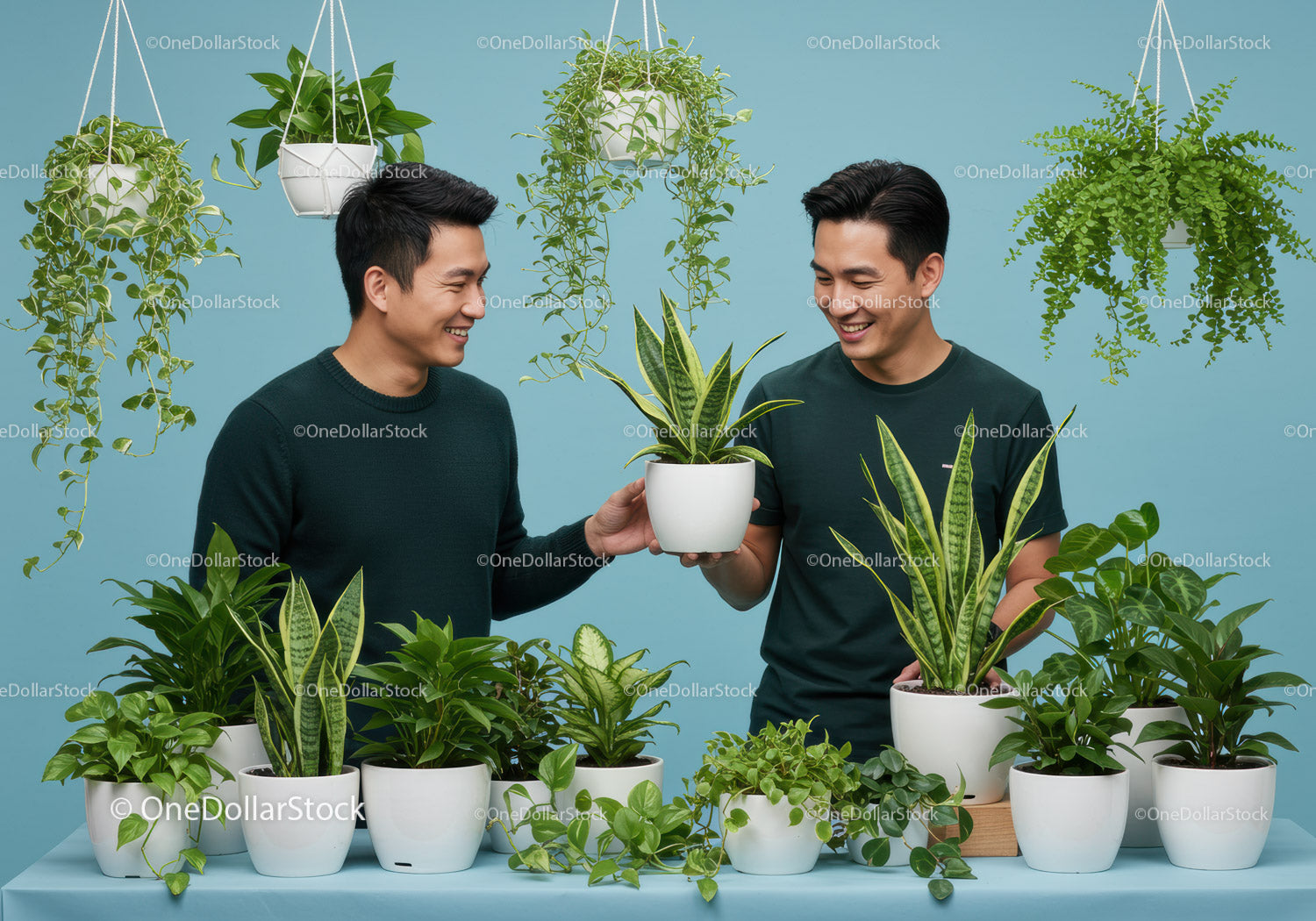 Two young men sharing indoor potted plants on blue background