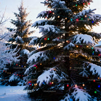 Snow-covered evergreen tree decorated with colorful lights