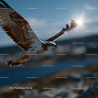 Majestic Sea Eagle in Flight Over Scenic Mountains Under Bright Sky