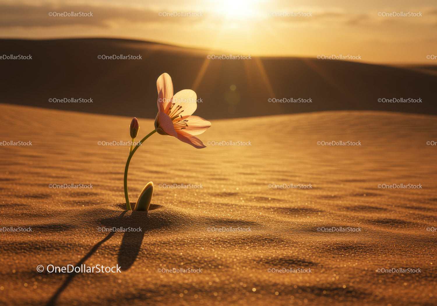Delicate flower blooming in golden desert sunset