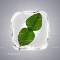 Fresh green leaves encapsulated in clear ice cube