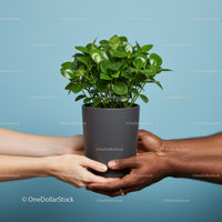 Hands of Diverse People Holding Green Houseplant Together