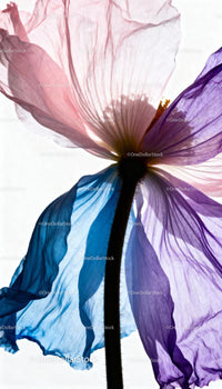 Delicate translucent flower petals in soft pastel hues