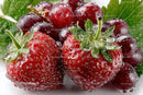 Close-up of Juicy Ripe Strawberries with Dew Drops
