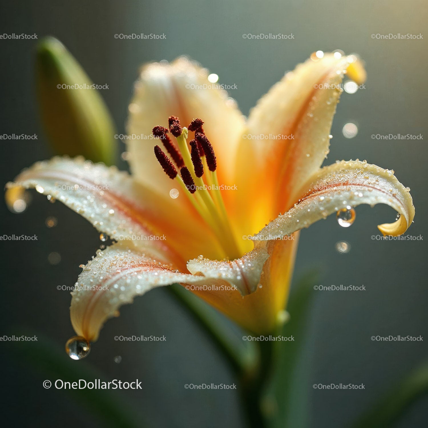 Close-Up of Yellow Lily Flower with Dew Drops and Vibrant Petals