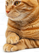 Close up of a calm orange tabby cat paws and face