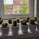 Small Potted Cactus Collection on Windowsill in Natural Light