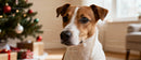 Thoughtful dog near decorated Christmas tree indoors