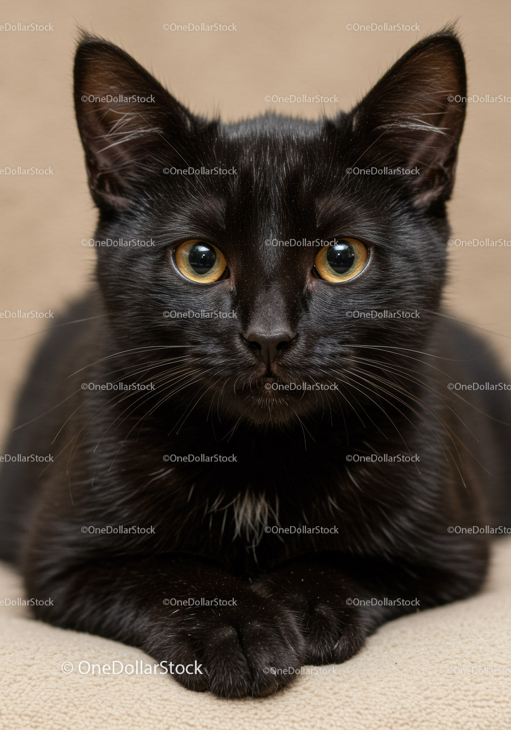 Close up of a black cat with amber eyes resting