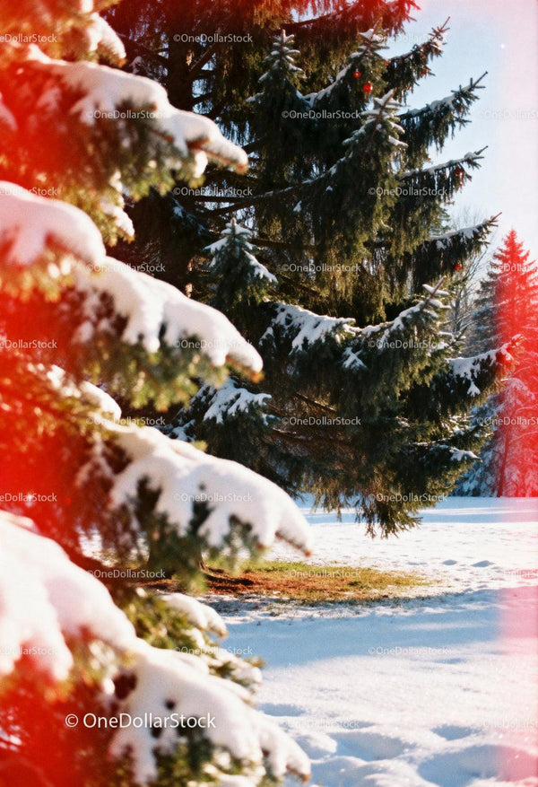 Snow-covered evergreen trees in tranquil winter light