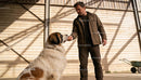 Man feeding large Saint Bernard dog inside barn