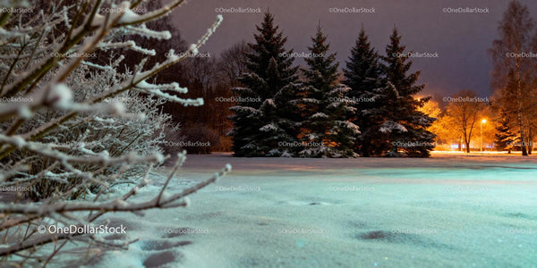 Snow-covered pine trees glowing under streetlights at night