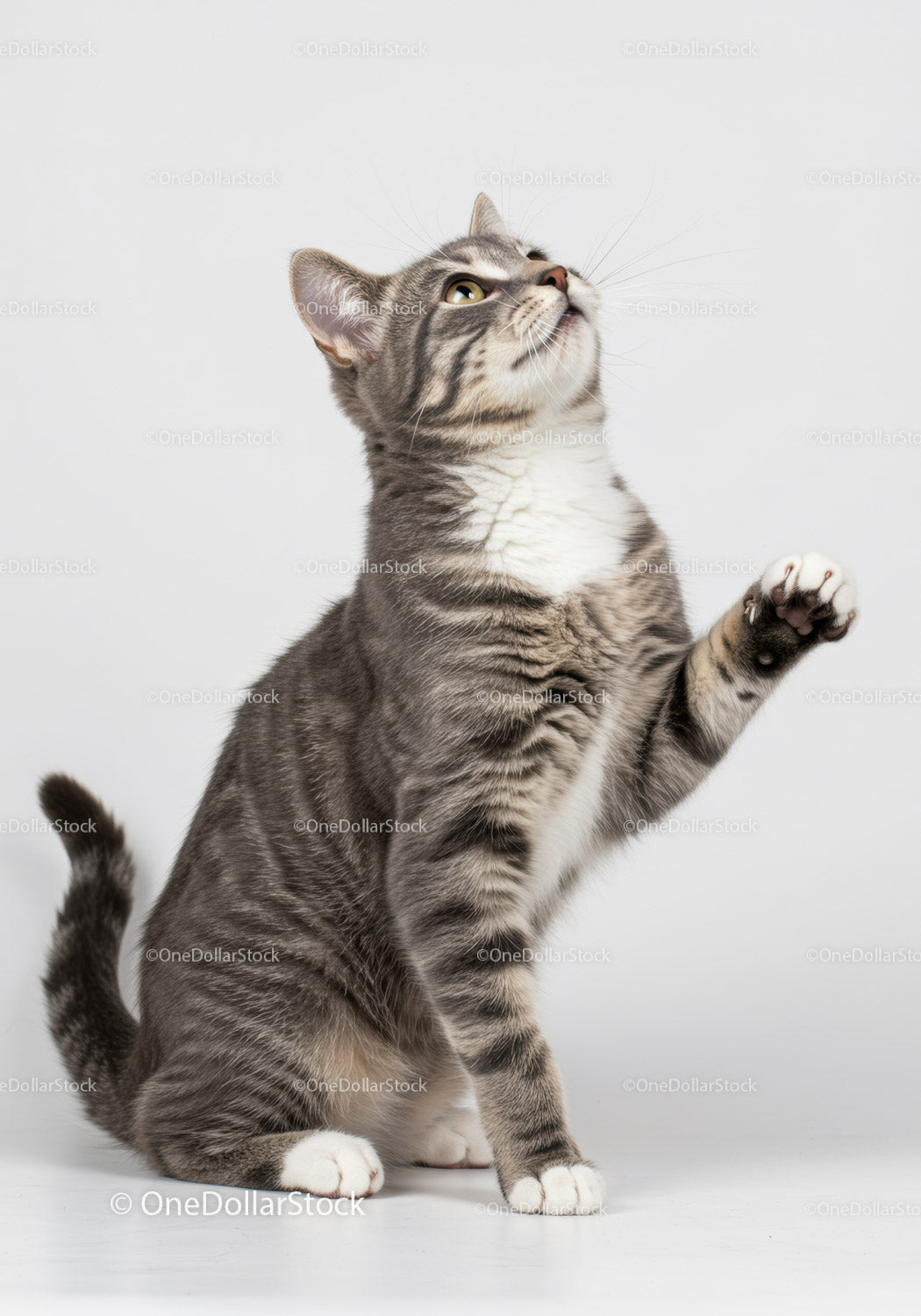 Curious tabby cat raising paw on white background