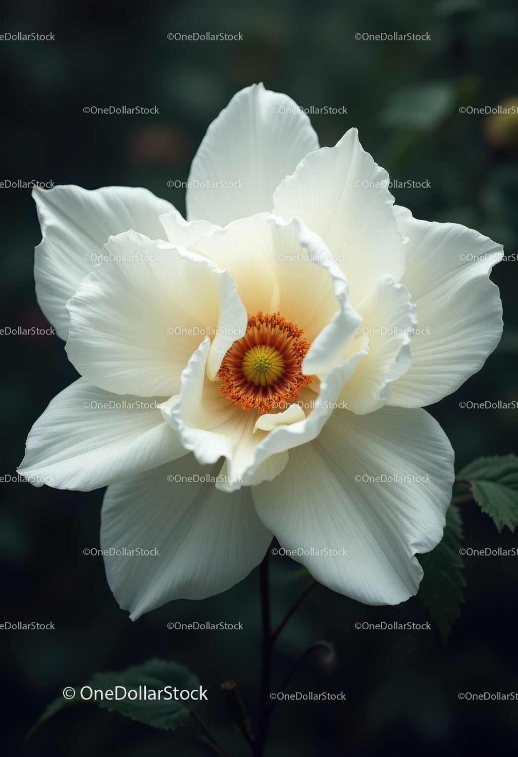 Elegant White Peony Bloom with Vibrant Orange Stamens