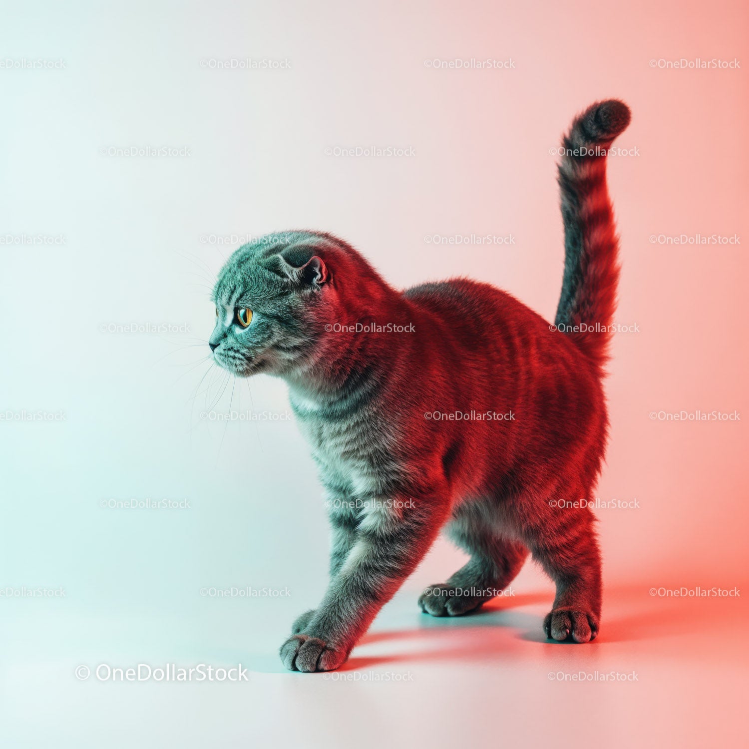 Playful Grey Tabby Cat in a Dynamic Pose with Striped Fur