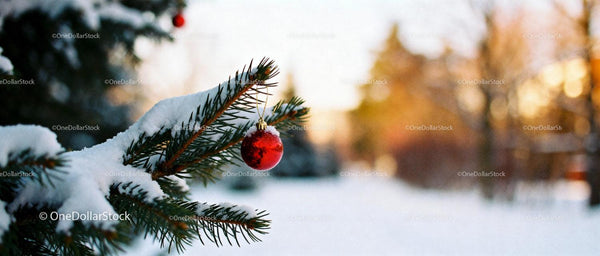 Red Christmas Ornament Hanging on Snowy Pine Branch