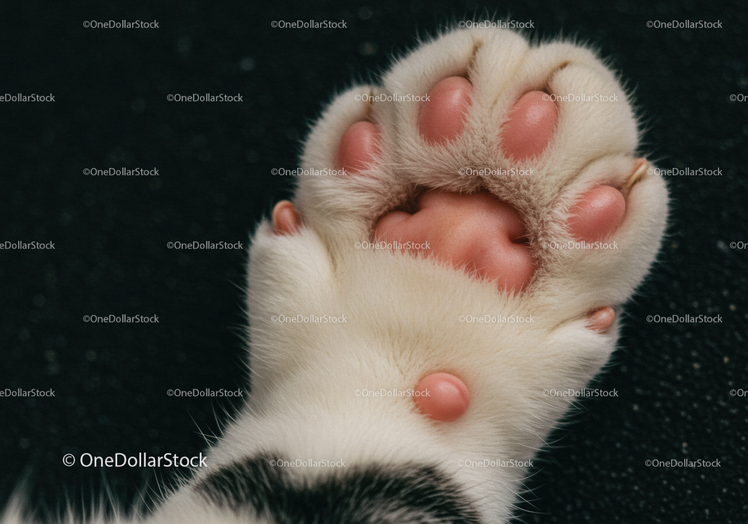 Close Up of Cat Paw with Pink Pads on Dark Background