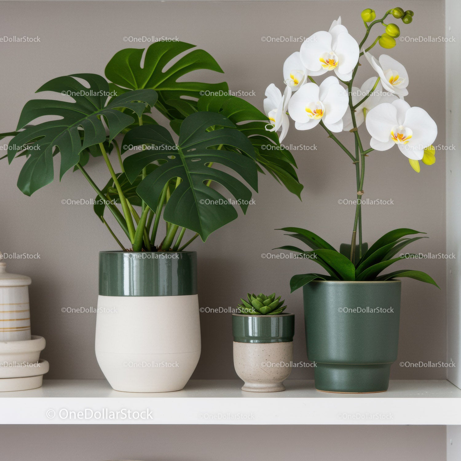 Beautiful Monstera, Orchid and Succulents in Elegant Green and White Planters