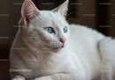 Close up of white cat with striking blue eyes