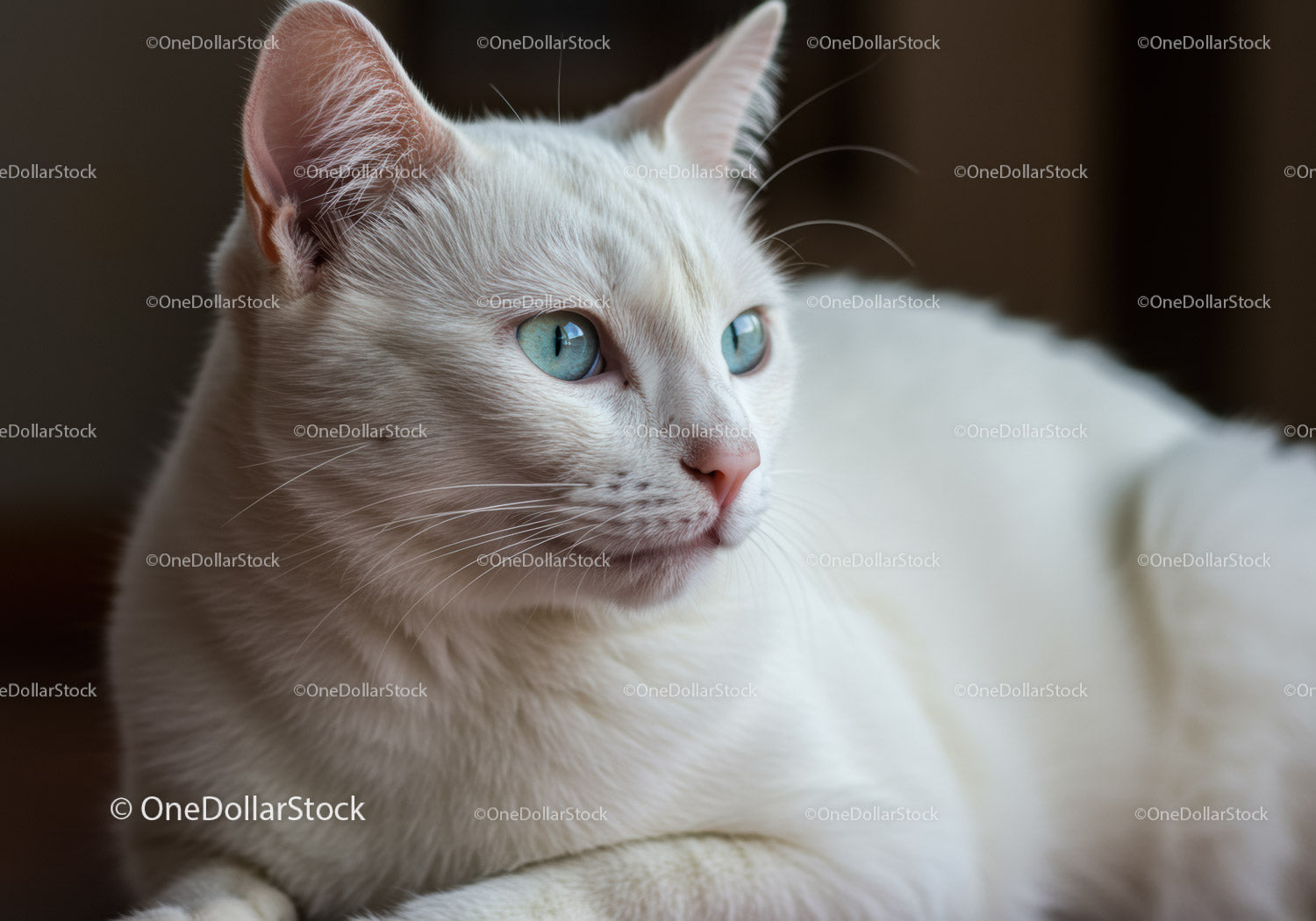 Close up of white cat with striking blue eyes