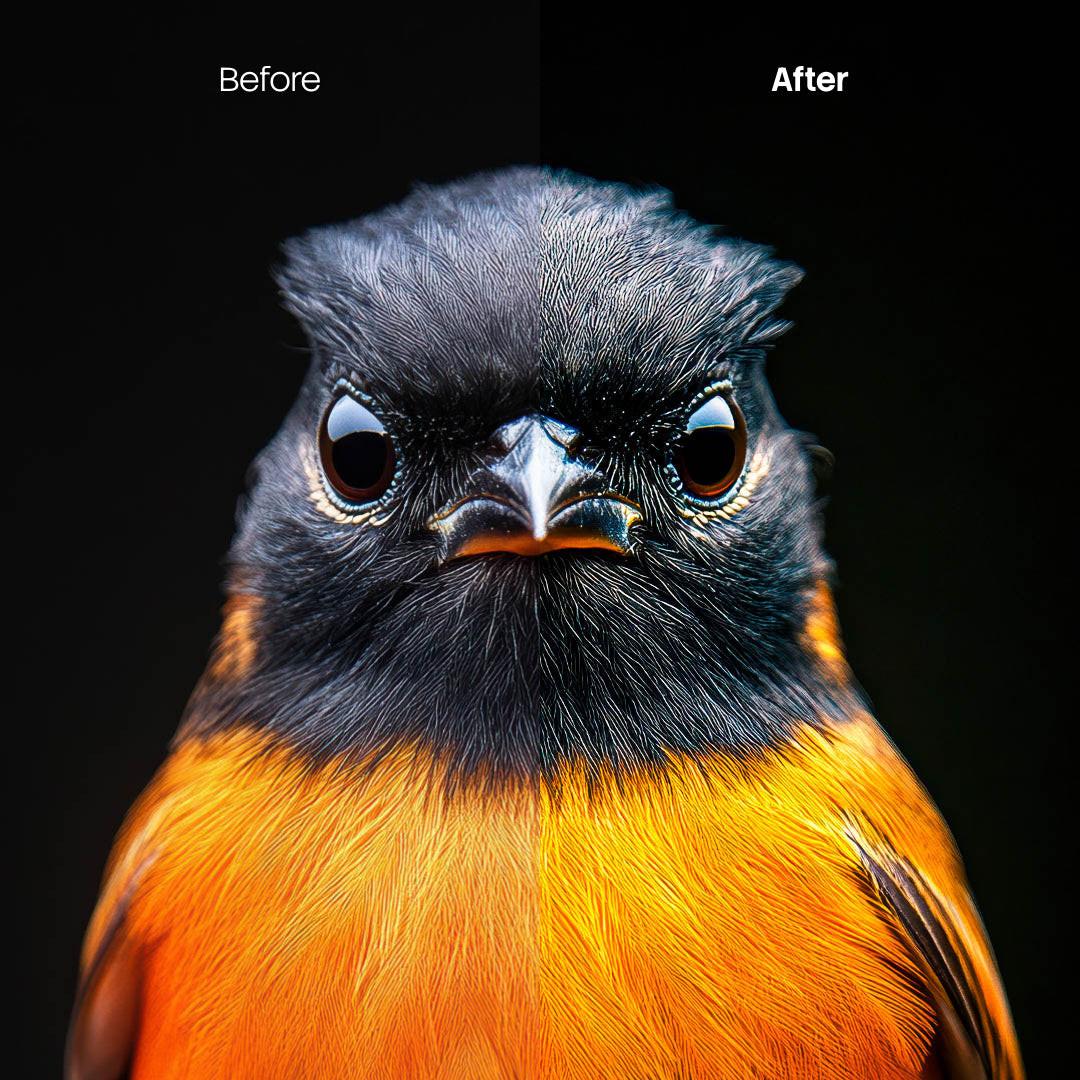 Before and after Animal Portraits Lightroom preset edit