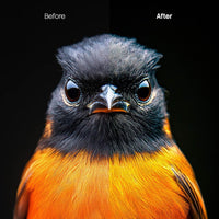 Before and after Animal Portraits Lightroom preset edit