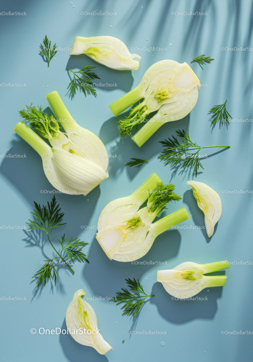 Fresh fennel bulbs with green dill on light blue background