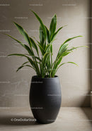 Elegant Indoor Houseplant in Modern Black Pot for Home Decor