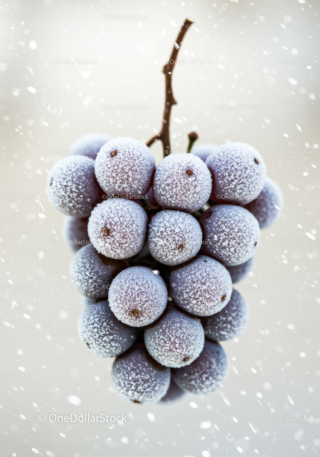 Frozen cluster of grapes with frost on light background