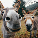 Close-Up of Curious Donkeys in Pastoral Wilderness Scene