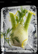 Fresh Fennel Bulbs Encased in Clear Ice Cube