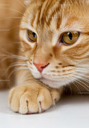 Close up of thoughtful ginger cat resting paw