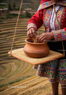 Woman harvesting quinoa grains in traditional colorful attire