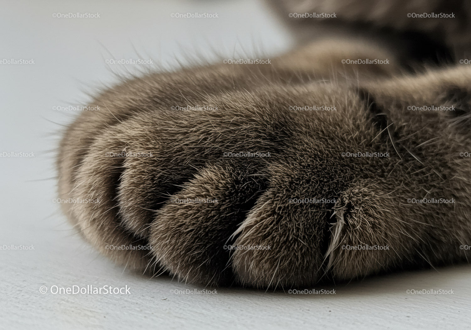Close Up of Fluffy Cat Paw with Soft Fur Texture