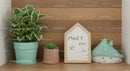Decorative Indoor Plants with Succulent and Green Foliage in Modern Home