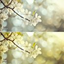 Before and after Spring Colors LUT Pack effect
