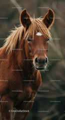 Close up of a curious young chestnut horse with mane