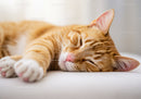 Calm ginger cat resting on soft white surface