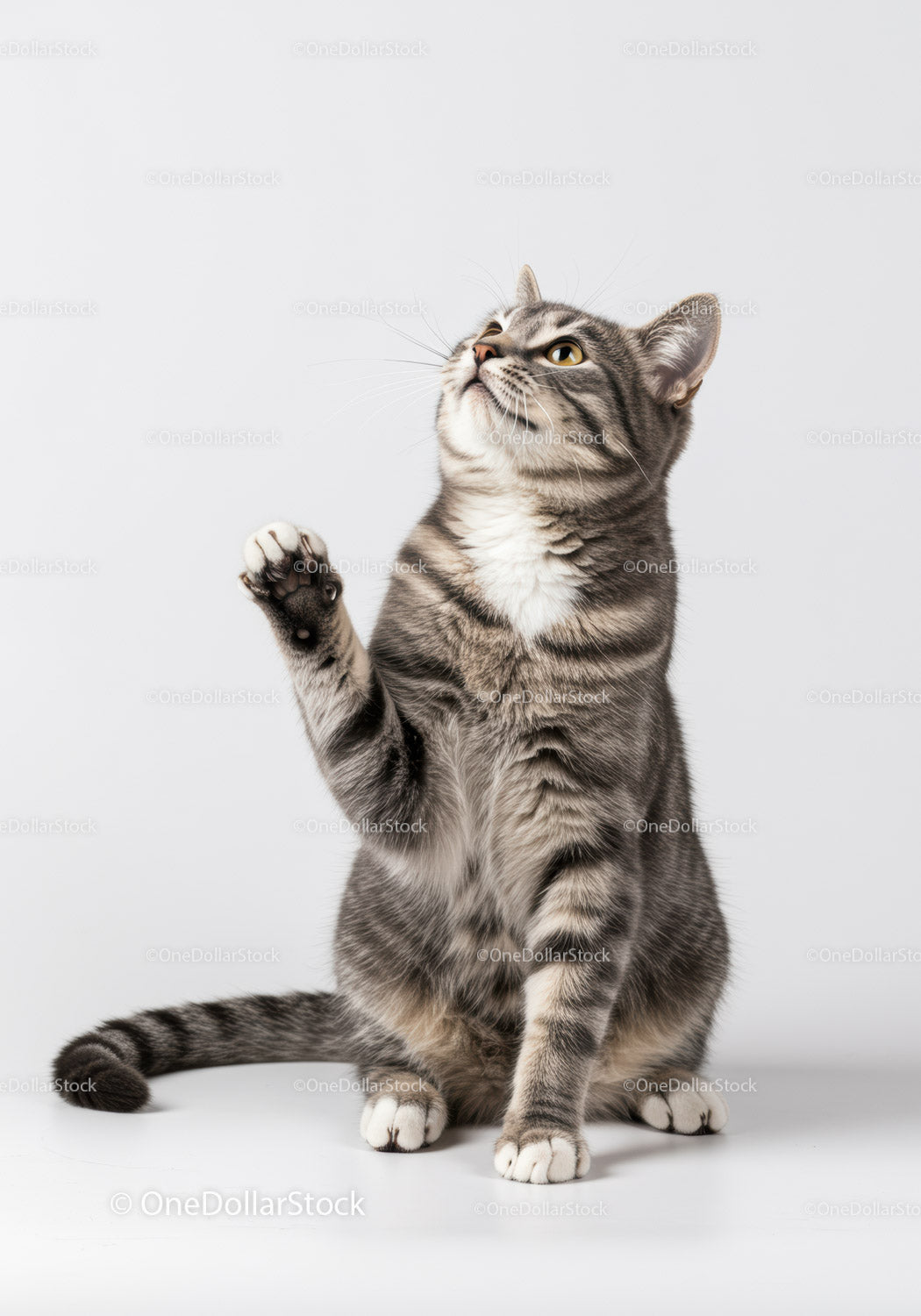 Playful tabby cat raising paw on white background