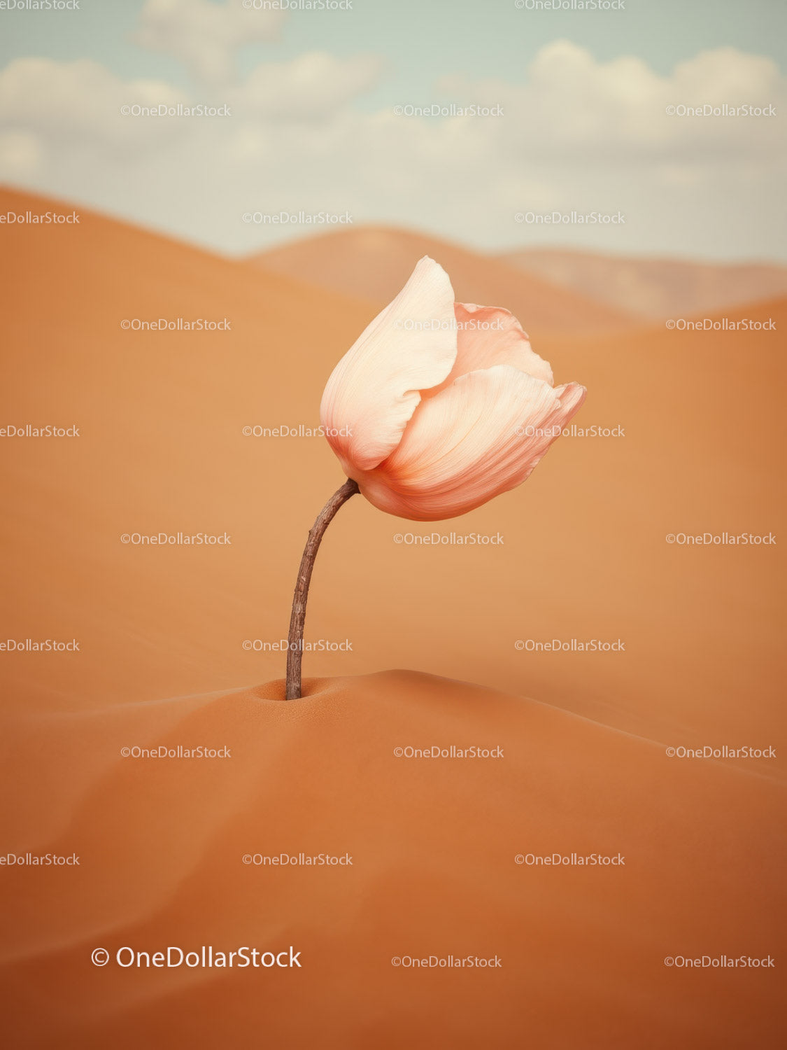 Delicate flower bloom rising from desert sand dunes