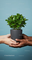Two pairs of hands holding green potted plant together