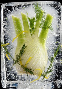 Fresh fennel bulb with herbs frozen in ice block