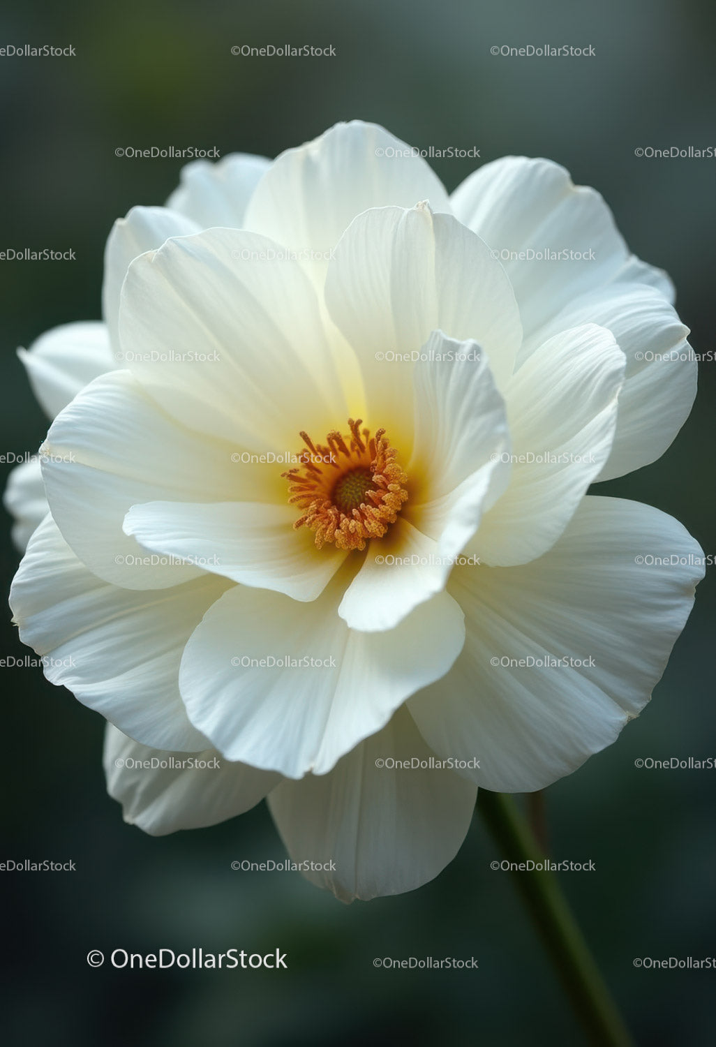 Elegant White Poppy Flower Blooming in Garden