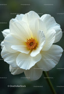 Elegant White Poppy Flower Blooming in Garden
