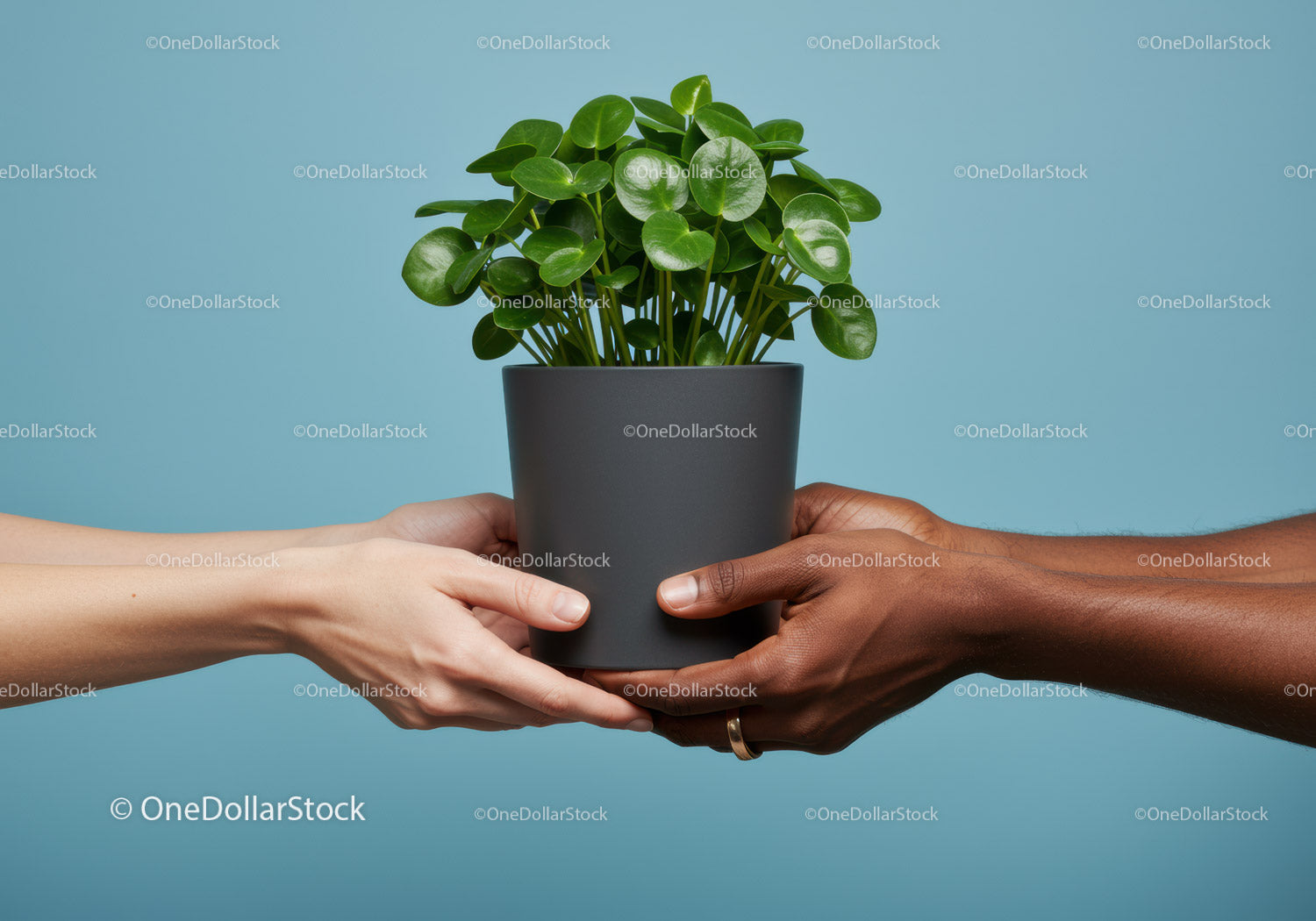 Two people holding a potted green plant together